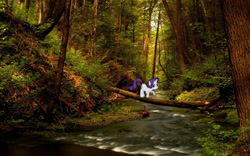Size: 1920x1200 | Tagged: safe, artist:pablomen13, artist:shadyhorseman, character:rarity, species:pony, crossing, irl, log, photo, ponies in real life, river, scared, shadow, solo, stream, tree, vector