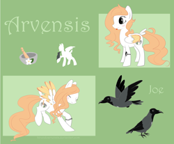 Size: 1900x1574 | Tagged: safe, artist:hirundoarvensis, oc, oc only, oc:arvensis, oc:joe the crow, species:bird, species:crow, species:pegasus, species:pony, bracelet, colored wings, colored wingtips, female, hooded crow, jewelry, mare, mortar and pestle, pet, pet oc, reference sheet, solo, yin-yang