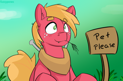 Size: 1100x722 | Tagged: safe, artist:fuzzypones, character:big mcintosh, species:earth pony, species:pony, :3, behaving like a dog, big macindog, blushing, bronybait, colored, cute, ear fluff, freckles, gradient background, grass, green background, looking up, macabetes, male, mouth hold, no pupils, pet request, sign, simple background, smiling, solo, stallion, straw in mouth, text, wide eyes, younger