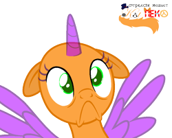 Size: 900x724 | Tagged: safe, artist:katnekobase, oc, oc only, species:alicorn, species:pony, :c, alicorn oc, bald, base, bust, eyelashes, frown, horn, simple background, solo, text, transparent background, wide eyes, wings