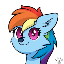 Size: 1980x1980 | Tagged: safe, artist:yelowcrom, character:rainbow dash, species:wolf, newbie artist training grounds, atg 2020, bust, cute, female, looking at you, solo, species swap, wolf dash, wolfified