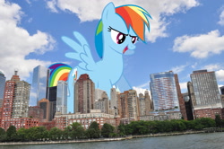 Size: 3011x2000 | Tagged: safe, artist:richhap, artist:theotterpony, character:rainbow dash, species:pegasus, species:pony, city, giant pony, giant rainbow dash, highrise ponies, irl, macro, mega/giant rainbow dash, open mouth, photo, ponies in real life, pov, solo