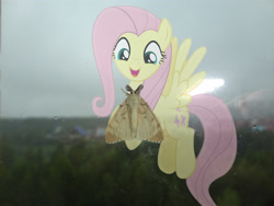 Size: 4608x3456 | Tagged: safe, artist:albertuha, character:fluttershy, species:pegasus, species:pony, female, irl, mare, moth, photo, ponies in real life, smiling, solo, window