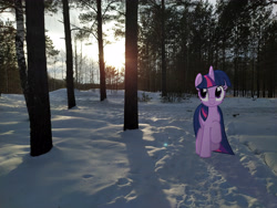 Size: 4000x3000 | Tagged: safe, artist:albertuha, character:twilight sparkle, character:twilight sparkle (unicorn), species:pony, species:unicorn, female, forest, irl, mare, photo, ponies in real life, smiling, snow, solo, winter
