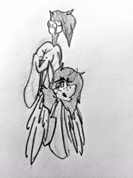 Size: 3024x4032 | Tagged: safe, artist:kirbirb, oc, oc only, oc:scarlett lane, species:pony, clothing, disembodied hand, freckles, gloves, hand, male, sketch, solo, traditional art, wings