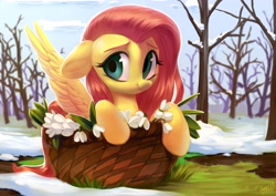 Size: 3508x2480 | Tagged: safe, artist:vensual99, character:fluttershy, species:pegasus, species:pony, basket, cute, female, floppy ears, flower, looking at you, mare, outdoors, pony in a basket, scenery, shyabetes, smiling, snow, snowdrop (flower), solo, spread wings, spring, three quarter view, wings