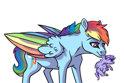 Size: 3885x2607 | Tagged: safe, artist:venommocity, character:rainbow dash, oc, oc:astra, parent:dumbbell, parent:rainbow dash, parents:dumbdash, species:pegasus, species:pony, baby, baby pony, carrying, colored wings, female, filly, foal, holding a pony, mare, mother and child, mother and daughter, mouth hold, multicolored wings, offspring, rainbow wings, scruff, simple background, smol, white background, wings