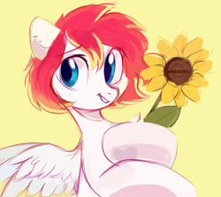 Size: 2800x2500 | Tagged: safe, artist:_mpiesocks, oc, oc only, oc:spectrum beam, species:pegasus, species:pony, g4, chest fluff, colored eyebrows, eyebrows, flower, looking away, pegasus oc, sketch, solo, spread wings, sunflower, wings