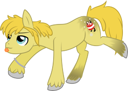 Size: 4006x2853 | Tagged: safe, artist:catnipfairy, oc, oc only, oc:scuttlebutt, species:earth pony, species:pony, lidded eyes, male, raised hoof, raised leg, simple background, solo, stallion, tongue out, transparent background, unshorn fetlocks, vector
