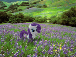 Size: 1600x1200 | Tagged: safe, artist:bryal, artist:redpandapony, character:rarity, female, field, flower, lavender, ponies in real life, solo
