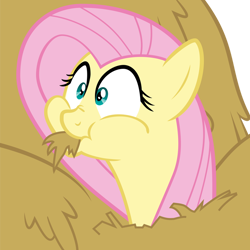 Size: 894x894 | Tagged: safe, artist:itv-canterlot, character:fluttershy, species:pegasus, species:pony, episode:the hooffields and mccolts, g4, my little pony: friendship is magic, chewing, cute, eating, faec, female, hay, hay bale, horses doing horse things, mare, shyabetes, silly, silly pony, simple background, solo, transparent background, vector, wide eyes