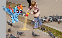Size: 1138x706 | Tagged: safe, artist:umgaris, character:rainbow dash, species:bird, species:human, species:pegasus, species:pony, behaving like a bird, child, feeding, irl, irl human, photo, pigeon, ponies in real life