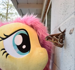 Size: 2955x2760 | Tagged: safe, artist:joltage, character:fluttershy, species:pegasus, species:pony, exploitable meme, female, house, insect, irl, looking at something, meme, moth, nature is so fascinating, obligatory pony, outdoors, photo, plushie, smiling, solo