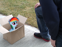 Size: 1024x768 | Tagged: safe, artist:capt-nemo, artist:xxsilverthehedgehog, character:rainbow dash, species:human, fanfic:my little dashie, box, filly, filly rainbow dash, irl, photo, ponies in real life, sidewalk, vector