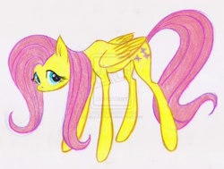 Size: 1024x774 | Tagged: dead source, safe, artist:jazz-dafunk, character:fluttershy, species:pegasus, species:pony, deviantart watermark, female, mare, obtrusive watermark, simple background, solo, traditional art, watermark, white background