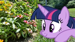 Size: 1156x650 | Tagged: safe, artist:geonine, artist:thedoubledeuced, character:twilight sparkle, character:twilight sparkle (alicorn), species:alicorn, species:pony, blurry, closer, female, flower, irl, mare, outdoors, photo, ponies in real life, solo, vector