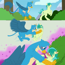 Size: 5250x5250 | Tagged: safe, artist:tejedora, character:gallus, character:sandbar, species:earth pony, species:griffon, species:pony, ship:gallbar, episode:school daze, g4, my little pony: friendship is magic, absurd resolution, blushing, comic, cute, ear blush, gay, glomp, interspecies, looking at each other, male, older, older gallus, older sandbar, shipping, spread wings, wings