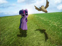 Size: 2560x1920 | Tagged: safe, artist:colorfulbrony, character:owlowiscious, character:twilight sparkle, field, lens flare, ponies in real life, shadow