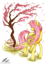 Size: 700x950 | Tagged: safe, artist:fallenzephyr, character:fluttershy, cherry blossoms, female, flower, solo, traditional art, tree