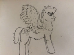 Size: 1280x957 | Tagged: safe, artist:dexterousdecarius, oc, oc:buster, oc:cloud buster, parent:rainbow dash, parent:soarin', parents:soarindash, species:pony, chest fluff, fluffy, offspring, solo, traditional art