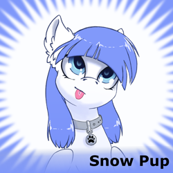 Size: 1024x1024 | Tagged: safe, artist:arctic-fox, oc, oc only, oc:snow pup, species:pegasus, species:pony, derpibooru, blep, blue mane, collar, ear fluff, female, looking up, meta, silly, simple background, snow pup, solo, spoiler image, spoilered image joke, text, tongue out, white coat