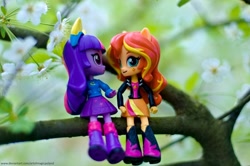 Size: 1024x680 | Tagged: safe, artist:artofmagicpoland, character:sunset shimmer, character:twilight sparkle, character:twilight sparkle (alicorn), species:alicorn, species:pony, my little pony:equestria girls, doll, equestria girls minis, female, flower, irl, photo, toy, tree branch