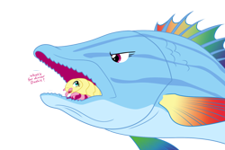 Size: 1500x1000 | Tagged: safe, artist:equestria-prevails, character:fluttershy, character:rainbow dash, ship:flutterdash, cymothoa exigua, female, fish, fishified, flutterprey, frown, glare, isopod, lesbian, not salmon, open mouth, parasite, rainbow trout, salmon yet not salmon, shipping, simple background, smiling, species swap, tongue eating isopod, transparent background, unamused, vore, wat