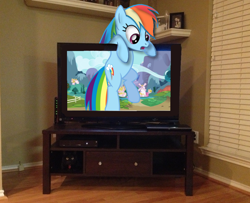 Size: 1026x832 | Tagged: safe, artist:kuren247, character:rainbow dash, behaving like a cat, cat, fourth wall, irl, photo, ponies in real life, rainbow cat, solo, television, vector