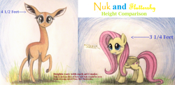 Size: 2404x1160 | Tagged: safe, artist:thefriendlyelephant, edit, character:fluttershy, oc, :o, animal in mlp form, antelope, chart, cute, gerenuk, grin, height difference, looking at you, looking back, raised hoof, size comparison, smiling, traditional art