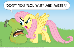 Size: 1190x779 | Tagged: safe, artist:kturtle, character:fluttershy, species:pegasus, species:pony, artifact, biting pear of salamanca, dialogue, female, floppy ears, lolwut, mare, pear, spread wings, stare, wings