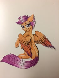 Size: 2448x3264 | Tagged: safe, artist:tillie-tmb, character:scootaloo, species:pegasus, species:pony, colored wings, female, high res, multicolored wings, sitting, solo, traditional art, two toned wings