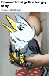 Size: 306x479 | Tagged: safe, artist:testostepone, oc, oc:ganix, species:griffon, species:human, :v, bean, beans, behaving like a bird, birds doing bird things, food, gay, holding a griffon, irl, irl human, kookaburra, looking at you, male, meme, open mouth, photo, ponified animal photo, sitting, smiling, smirk, solo focus