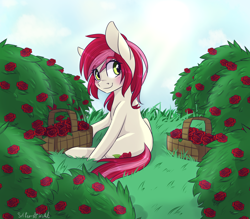 Size: 2400x2100 | Tagged: safe, artist:silbersternenlicht, character:roseluck, species:earth pony, species:pony, blushing, bush, cute, cuteluck, featured on derpibooru, female, flower, grass, looking back, rose, rose bush, sitting, smiling, solo