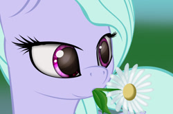 Size: 1363x903 | Tagged: safe, artist:styroponyworks, character:flitter, daisy (flower), eating, female, flower, horses doing horse things, nom, puffy cheeks, solo
