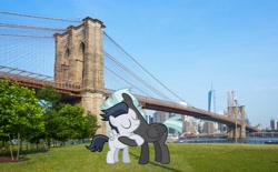 Size: 1407x875 | Tagged: safe, artist:jawsandgumballfan24, character:rumble, character:thunderlane, species:pony, brooklyn, brooklyn bridge, brotherly love, brothers, cute, irl, new york city, photo, ponies in real life, rumblebetes