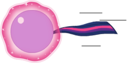 Size: 375x186 | Tagged: safe, artist:mega-poneo, character:twilight sparkle, species:pony, species:unicorn, ball, crossover, female, levitation, magic, mare, misleading thumbnail, motion lines, rolling, self-levitation, simple background, solo, sonic the hedgehog (series), spin dash, telekinesis, transparent background, twiball