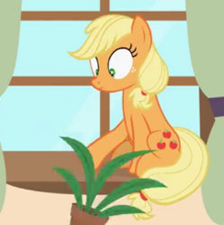 Size: 271x272 | Tagged: safe, artist:forgalorga, character:applejack, species:earth pony, species:pony, applecat, behaving like a cat, cropped, female, hatless, missing accessory, plant, pushing away, sitting, small eyes, solo, window