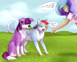 Size: 1280x1024 | Tagged: safe, artist:fizzy-dog, character:princess celestia, character:rainbow dash, character:twilight sparkle, species:dog, species:human, :<, border collie, cute, dialogue, dogified, doubt, eyes closed, fetch, floppy ears, fluffy, frown, glare, grass field, grin, humanized, husky, rainbow dog, raised eyebrow, scenery, sitting, smiling, species swap, tennis ball, twilight barkle