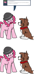Size: 800x1733 | Tagged: safe, artist:askwinonadog, character:pinkie pie, character:winona, species:dog, ask, ask winona, bowler hat, clothing, comic, duo, hat, missing cutie mark, simple background, tongue out, tumblr, white background