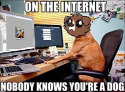 Size: 498x364 | Tagged: safe, artist:askwinonadog, character:winona, species:dog, ambiguous gender, ask, ask winona, caption, computer, description is relevant, image macro, meme, on the internet nobody knows you're a dog, solo, text, tumblr
