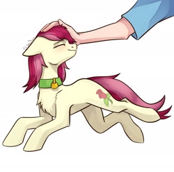 Size: 2181x2160 | Tagged: safe, artist:chibadeer, character:roseluck, species:human, species:pony, behaving like a cat, chest fluff, collar, cute, dawwww, eyes closed, fluffy, hand, lying down, pet tag, petting, pony pet, rosepet