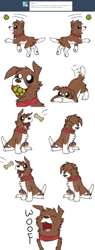 Size: 1200x3146 | Tagged: safe, artist:askwinonadog, character:winona, species:dog, ask, ask winona, ball, cha-cha slide, dog treat, eating, female, fetch, food, mouth hold, simple background, solo, tail wag, tumblr, white background, woof