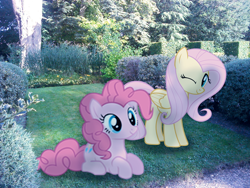 Size: 548x411 | Tagged: safe, artist:bastbrushie, character:fluttershy, character:pinkie pie, species:earth pony, species:pegasus, species:pony, garden, irl, one eye closed, photo, ponies in real life, prone, wink