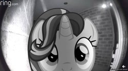 Size: 615x343 | Tagged: safe, artist:bastbrushie, character:starlight glimmer, species:pony, species:unicorn, g4, cute, female, glimmerbetes, grayscale, irl, looking at you, mare, meme, monochrome, peeking, photo, ponies in real life, ponified animal photo, ponified meme, recording, solo