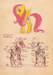 Size: 700x987 | Tagged: safe, artist:cosmicunicorn, character:fluttershy, anatomy, diagram, female, skeleton, solo