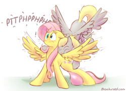 Size: 1418x1027 | Tagged: safe, artist:braeburned, imported from derpibooru, character:derpy hooves, character:fluttershy, species:pegasus, species:pony, ship:derpyshy, g4, :t, back buzz, blushing, eyes closed, female, floppy ears, lesbian, mare, motorboating, onomatopoeia, puffy cheeks, raspberry, raspberry noise, shipping, smiling, spread wings, surprised, wavy mouth, wide eyes, wing buzz, wing motorboating, wingboner, wings