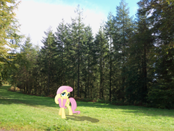 Size: 3648x2736 | Tagged: safe, artist:harpycross, character:fluttershy, cute, irl, photo, ponies in real life, shyabetes, smiling, solo