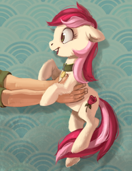 Size: 700x903 | Tagged: safe, artist:lis-alis, character:roseluck, species:earth pony, species:human, species:pony, chest fluff, clothing, collar, cute, cuteluck, digital art, ear fluff, female, fluffy, hand, holding a pony, hoof fluff, leg fluff, mare, offscreen character, open mouth, pet tag, pony pet, profile, rosepet, smiling, teeth