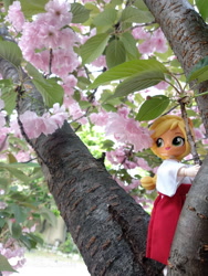 Size: 600x800 | Tagged: safe, artist:redness, character:applejack, my little pony:equestria girls, ball jointed doll, bjd, cherry blossoms, clothing, custom, doll, equestria girls minis, eqventures of the minis, flower, flower blossom, irl, miko, photo, toy, tree