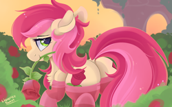 Size: 1600x1000 | Tagged: safe, artist:liquorice_sweet, character:roseluck, species:earth pony, species:pony, both cutie marks, butt, chest fluff, clothing, cute, featureless crotch, female, flower, mare, plot, rose, socks, solo